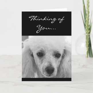 Pensando en la tarjeta de saludo de perro Poodle