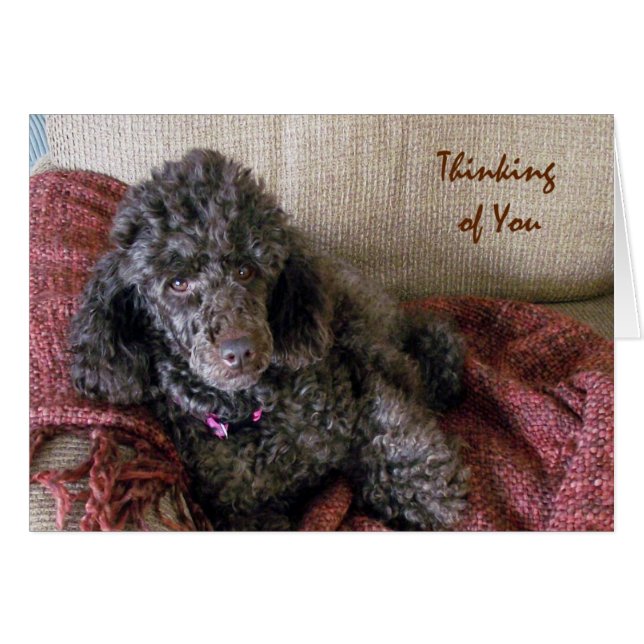 Pensando en ti, caniche marrón en tarjeta abierta (Anverso (Horizontal))