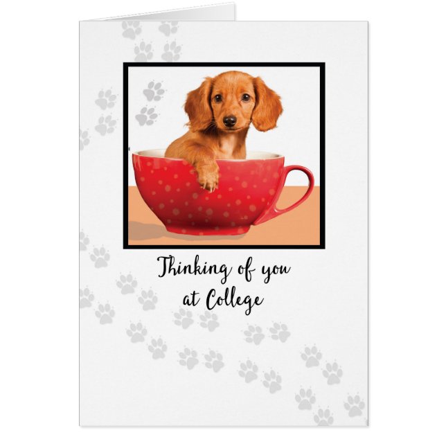 Pensando en ti en la escuela universitaria de perr (Frente)