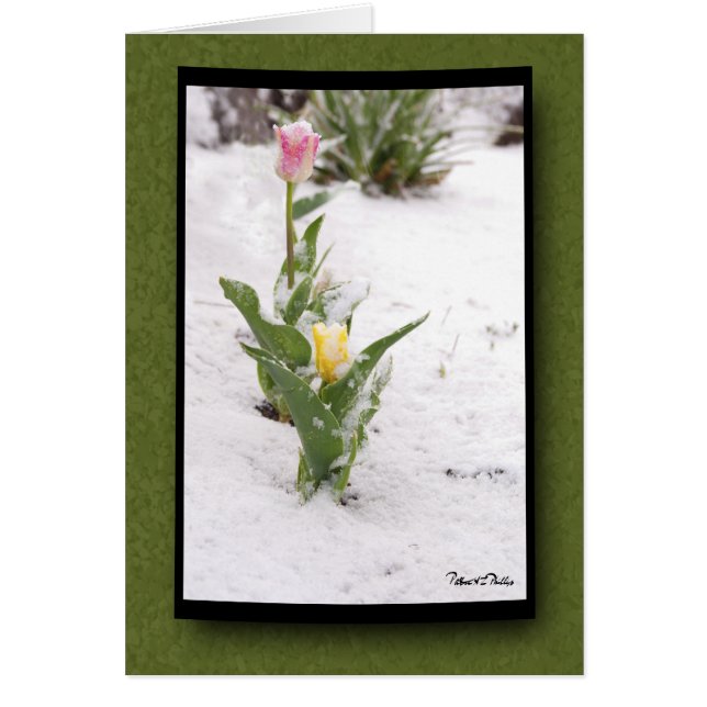 Pensando en ti nieve salpicada de tulipanes amaril (Frente)