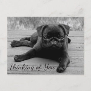 Pensando en ti pug cachorro perro saludo tarjeta p