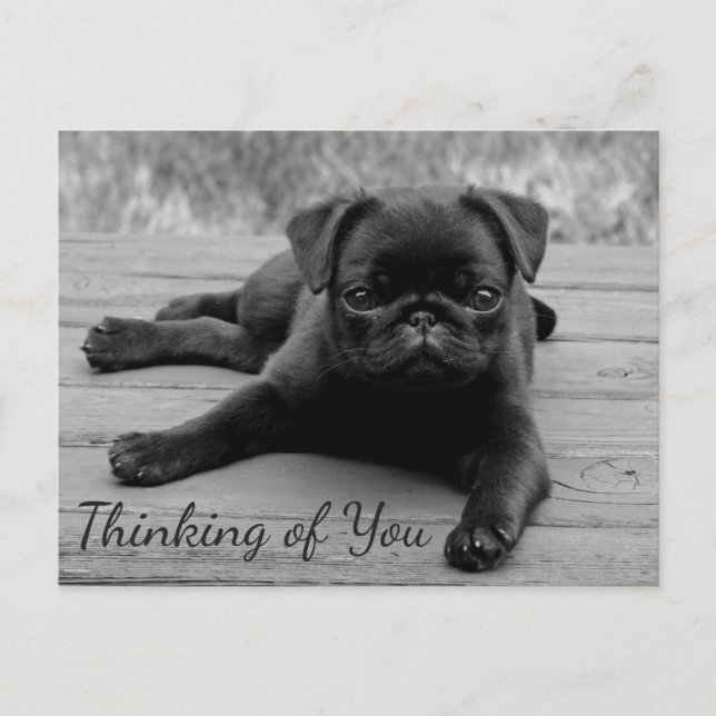 Pensando en ti pug cachorro perro saludo tarjeta p (Anverso)