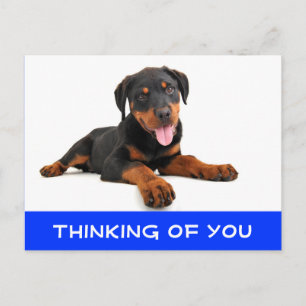 Pensando en tu postal de perro porcino con Rottwei