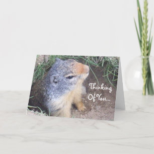Pensando En Tu Tarjeta Groundhog