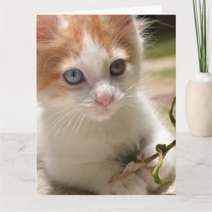 PENSANDO EN USTED CUTE KITTEN GRANDES TARJETAS