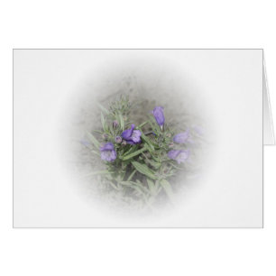 Penstemon en lengua materna (Penstemon eriantherus