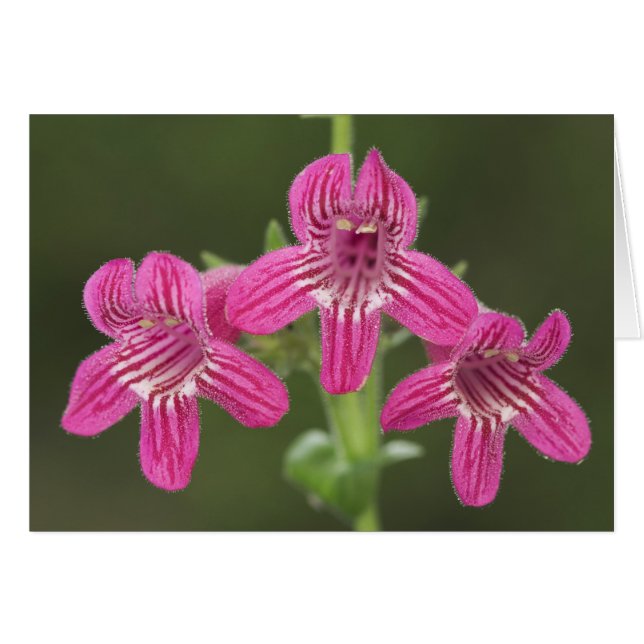 Penstemon escarlata, Penstemon triflorus, (Anverso (Horizontal))