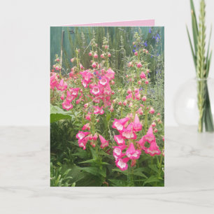 Penstemon Flower Garden floral tarjeta de cumpleañ