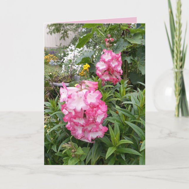 Penstemon Pink Flower Garden floral Tarjeta de cum (Anverso)