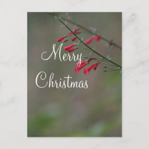 Penstemon rojo Feliz Navidad