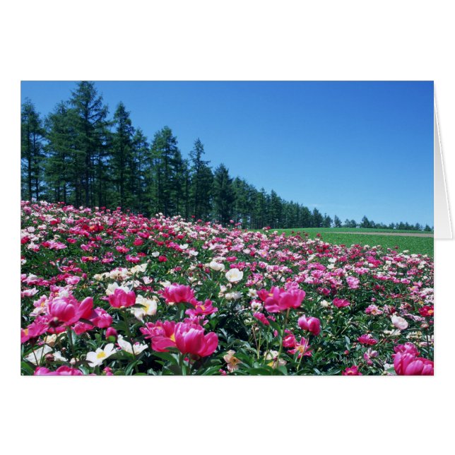 Peón 2 (Anverso (Horizontal))