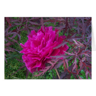 Peón rosa