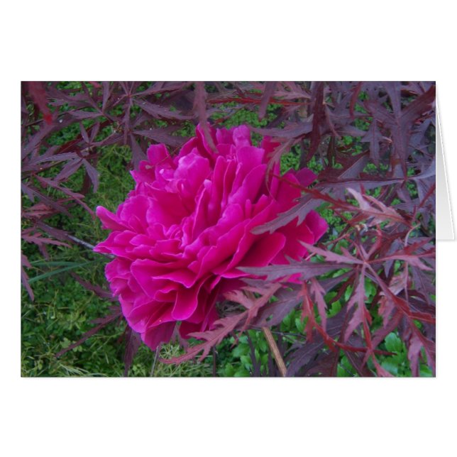 Peón rosa (Anverso (Horizontal))