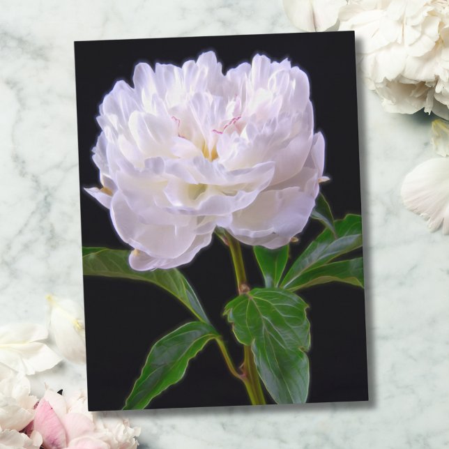 Peonía Blanca Sobre Postal de Fondo Negro (Enhance any space with this sophisticated, minimalist white peony on black background.)