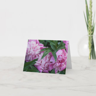 Peonías rosadas