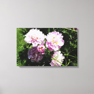 Peonías Rosadas Arte de Pared de Fotografía