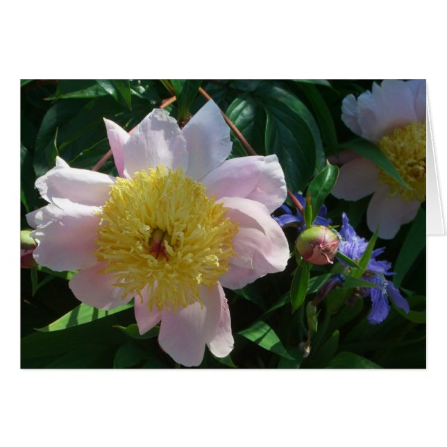 Peonías rosas y amarillas hermosas flores (Anverso (Horizontal))