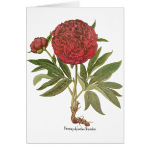 Peonías Vintage, Flores de Peonía por Basilius Bes