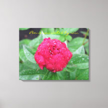 Peonie tras la lluvia envuelto en lienzo