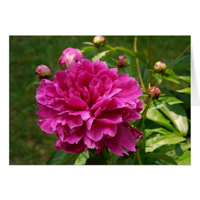 Peonies-CARD (Anverso (Horizontal))