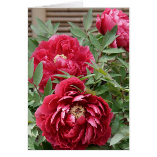 Peonies con tarjeta de Kamakura