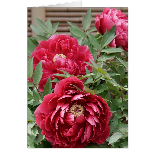 Peonies con tarjeta de Kamakura (Frente)