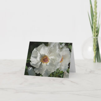 Peonies de árbol