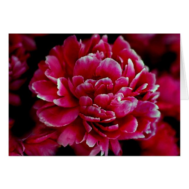 Peonies de Japón (Anverso (Horizontal))