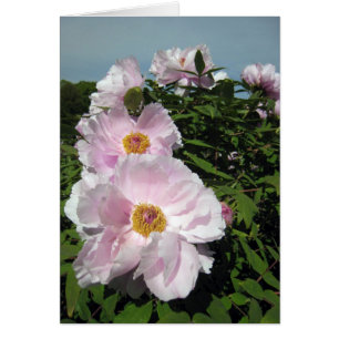 Peonies de los rosas bebés