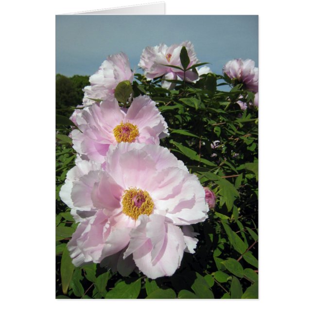 Peonies de los rosas bebés (Frente)