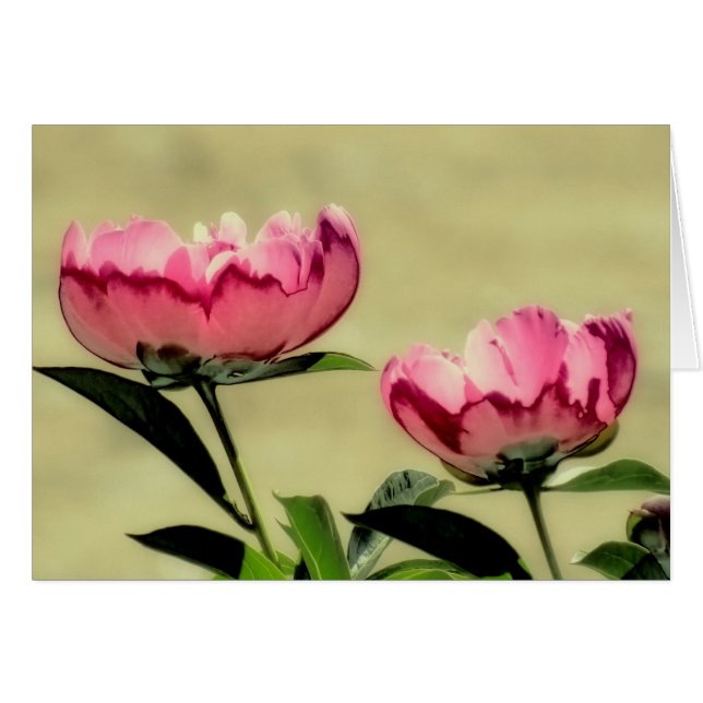 Peonies de primavera en rosa (Anverso (Horizontal))