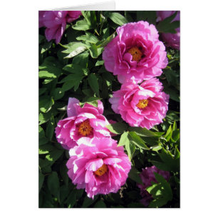 Peonies del grupo de las rosas fuertes