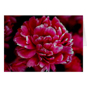Peonies japoneses