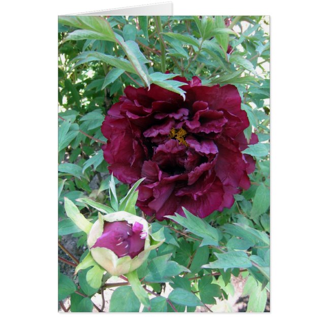 Peonies marrón (Frente)