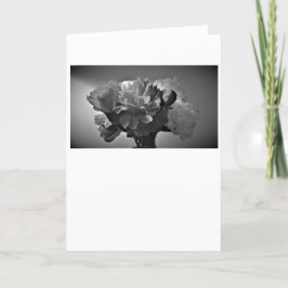 Peonies / Noir, tarjeta