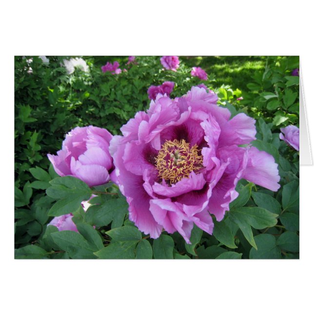 Peonies púrpuras (Anverso (Horizontal))