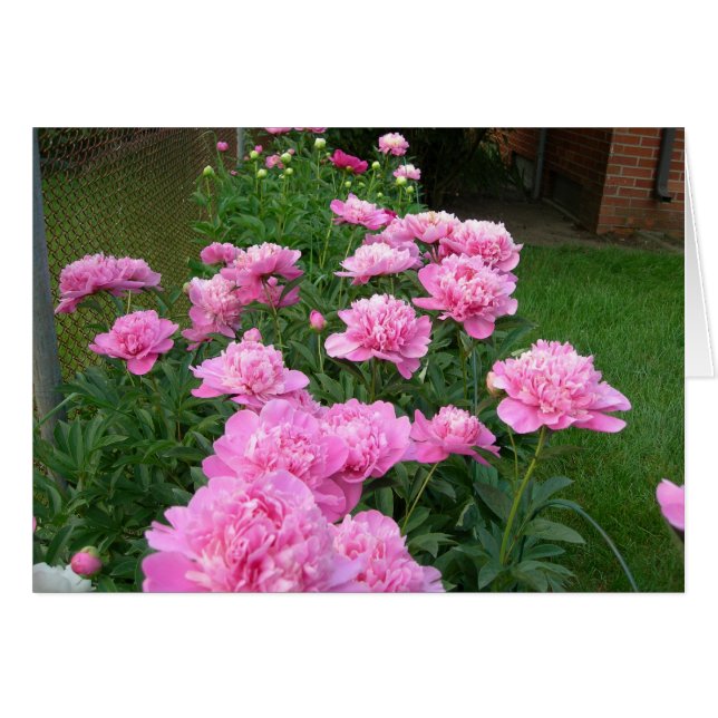Peonies rosados (Anverso (Horizontal))