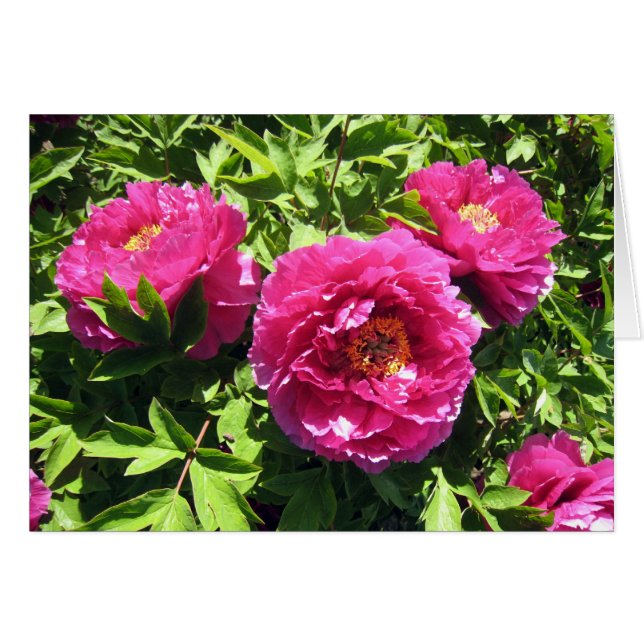 peonies rosados (Anverso (Horizontal))