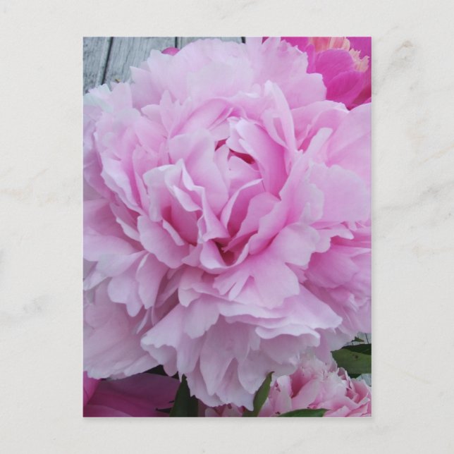 Peonies rosados / Postal peony (Anverso)