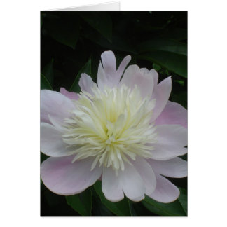 Peony