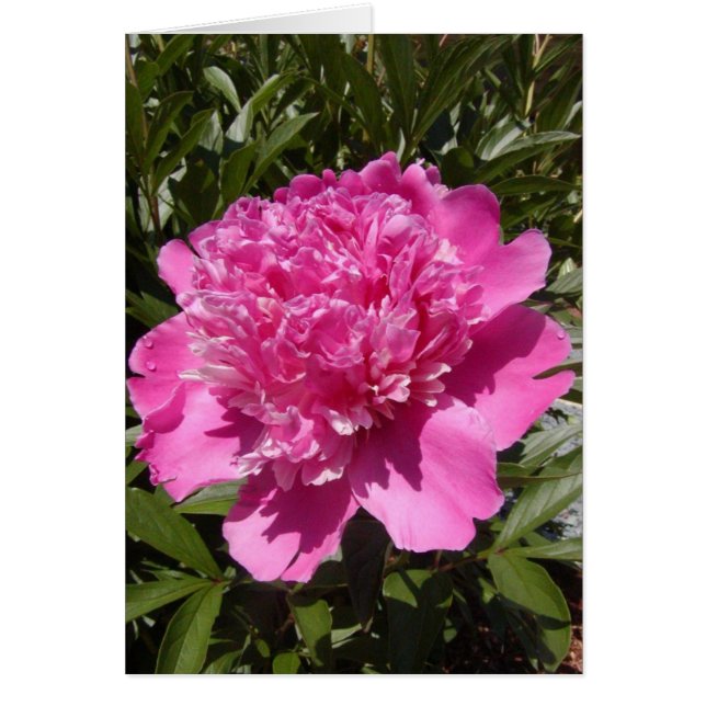 Peony (Frente)