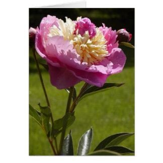 Peony