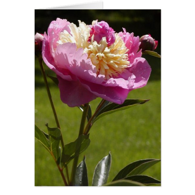 Peony (Frente)