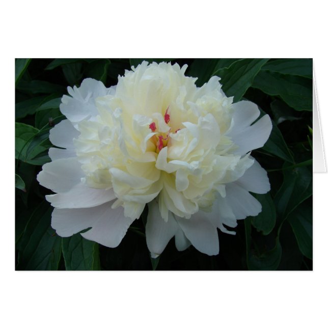 Peony (Anverso (Horizontal))