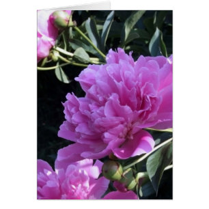 Peony
