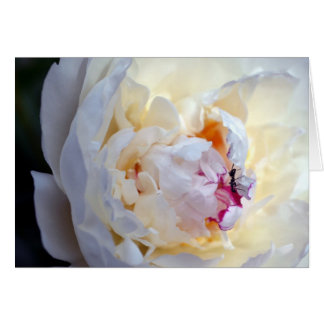 Peony blanco con la tarjeta en blanco de la
