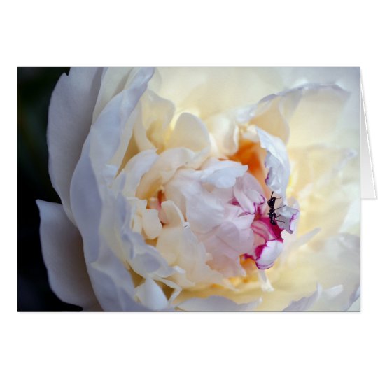 Peony blanco con la tarjeta en blanco de la