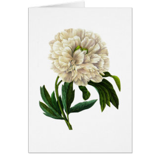 Peony blanco de Pedro-José Redoute