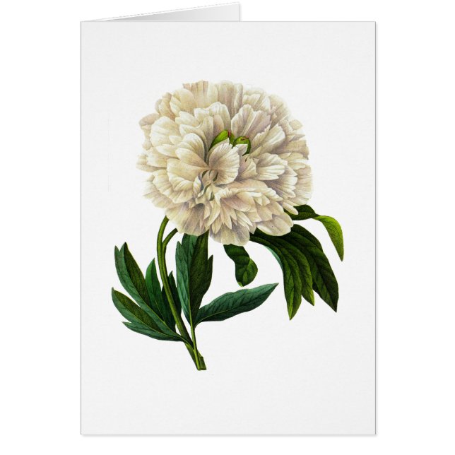 Peony blanco de Pedro-José Redoute (Frente)