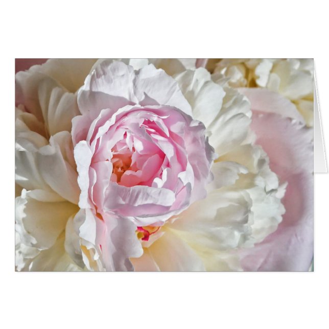 Peony Blossom (Anverso (Horizontal))